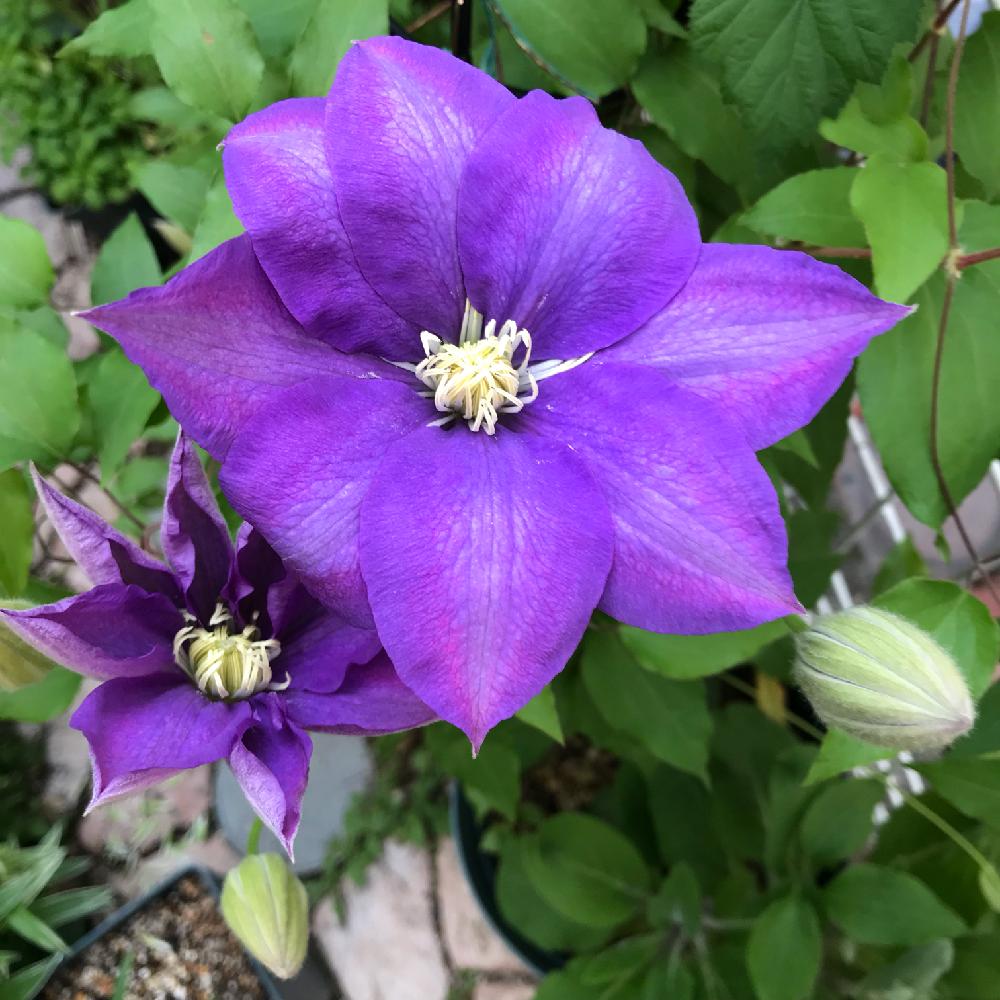 開花期期間が長いの投稿画像 By 松ぼっくりさん 早咲き大輪系と新旧両枝咲きときれいとつる性植物とクレマチス 地植えと花のある暮らしと植生活 18月4月21日 Greensnap グリーンスナップ 開花期期間が長いの投稿画像 By 松ぼっくりさん 早咲き大輪系と新旧両枝咲きときれいとつる性植物とクレマチス 地植えと花のある暮らしと植生活 18月4月21日 Greensnap グリーンスナップ