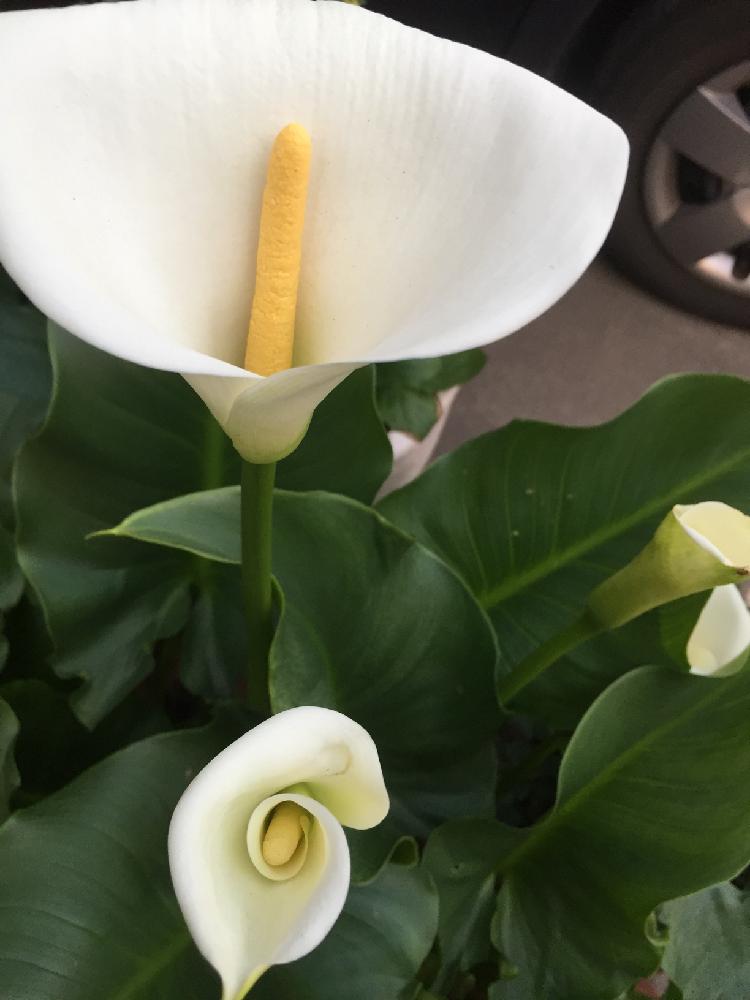 カラーの投稿画像 By ま やさん 花のある暮らしと白い花と植えっぱなし球根 18月4月21日 Greensnap グリーンスナップ