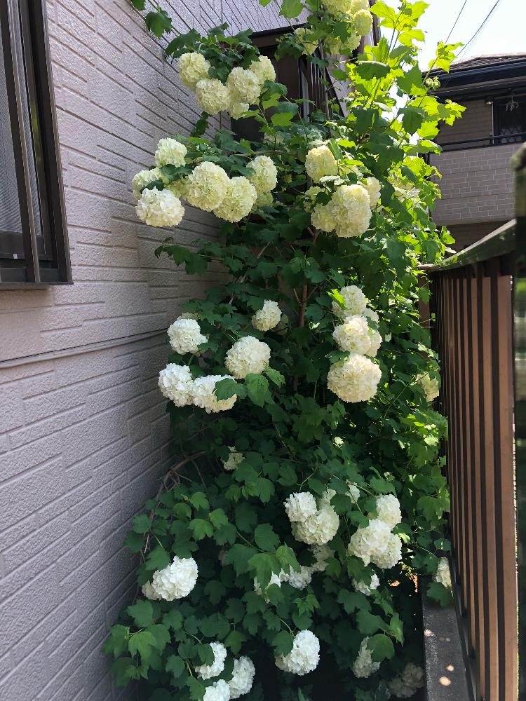 ビバーナムスノーボールの投稿画像 By Keikoさん 植中毒と今日の一枚と今日のお花と名前を教えてくださいとガーデニングと花のある暮らしと咲いた 18月4月21日 Greensnap グリーンスナップ