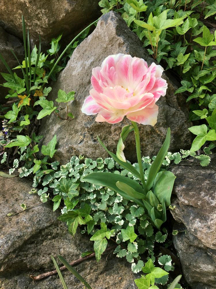 チューリップ アンジェリケの投稿画像 By Kaorinさん チューリップと春のお花と大きい花とピンクと白とかわいいな と里山ガーデンと隙間から 18月4月21日 Greensnap グリーンスナップ