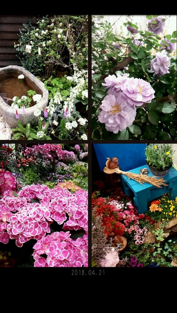 プリムラ ビアリーの投稿画像 By 96さん 花のある暮らしときれいと日本フラワー ガーデンショウと紫陽花 アジサイ あじさい 18月4月21日 Greensnap グリーンスナップ