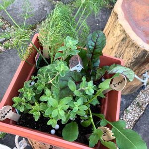 ハーブの寄せ植え,今日の一枚,花のある暮らし,小さな庭の画像