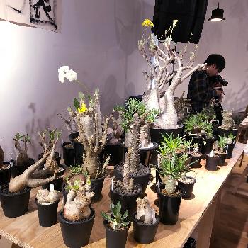 なかの商店の投稿画像一覧 Greensnap グリーンスナップ