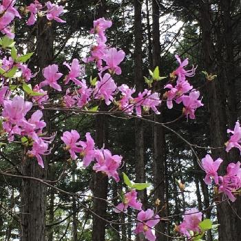 コバノミツバツツジの画像 by りりこさん | お出かけ先とコバノミツバツツジ。とコバノミツバツツジと大好きな色と薄紫色と植中毒と大好きなお花と花のある暮らしと薄紫のお花と山で見つけました