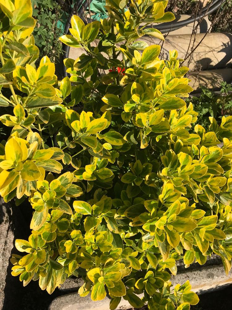 ベッコウマサキの投稿画像 By 仏石さん 18月4月22日 Greensnap グリーンスナップ