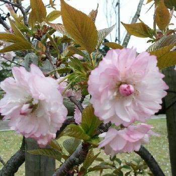 あもんくんのアルバム Greensnap グリーンスナップ