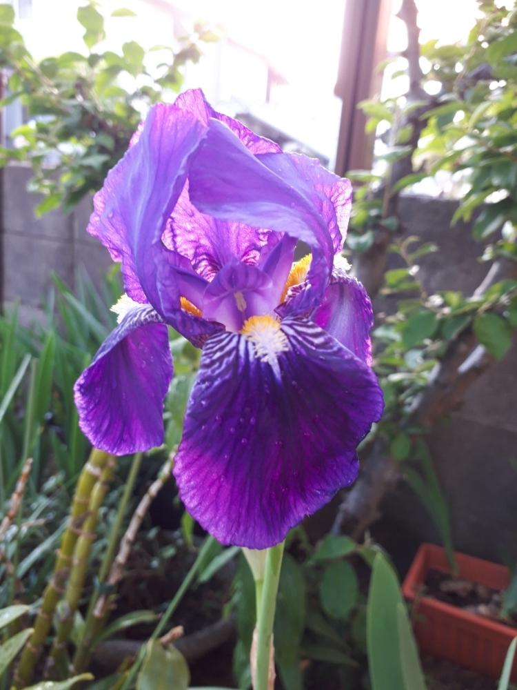 ジャーマンアイリスの投稿画像 By Flower Skyさん 花のある暮らしと紫の花 18月4月22日 Greensnap グリーンスナップ