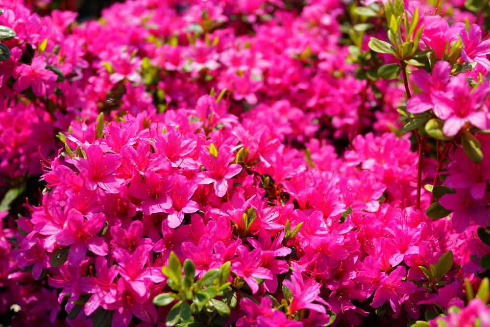 久留米ツツジ 老いの目覚めの投稿画像 By 花ひろばオンラインさん 苗木部と写真部と老いの目覚めと花 のある暮らしとグランドカバーと困った名前の植物と久留米ツツジの花と咲きすぎ 18月4月22日 Greensnap グリーンスナップ