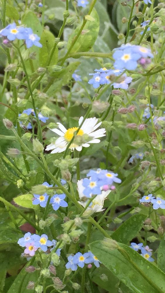 小さな庭の画像 by 淳 こさん | 小さな庭と今日もありがとうともう少しの春と小さい花たちとちっちゃい幸せとわすれな草を あなたにとさぁと美し