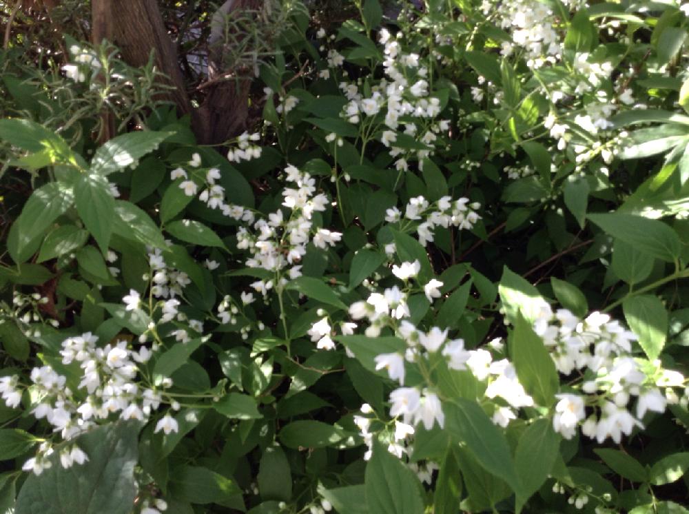 ヒメウツギの投稿画像 By Ottappoさん 樹木と花木と庭木と花のある暮らしと白い花 2018月4月 22日 Greensnap グリーンスナップ