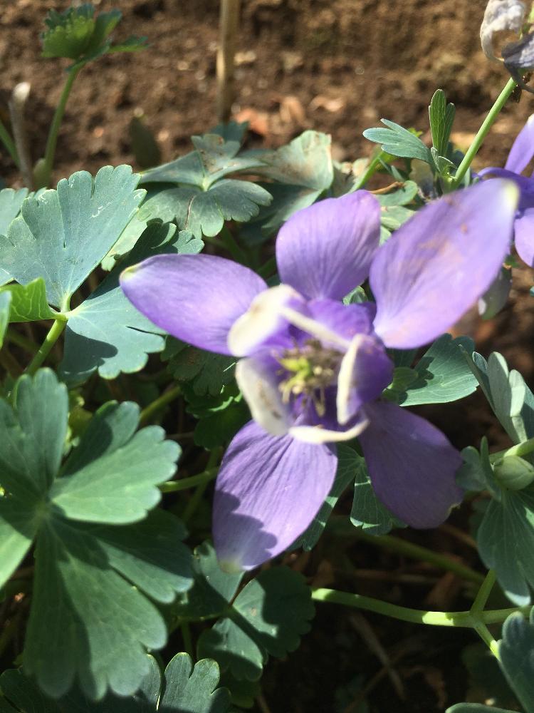 日本オダマキの投稿画像 By Mr マーさん 花壇とiphone6sと青い花マニア 18月4月22日 Greensnap グリーンスナップ