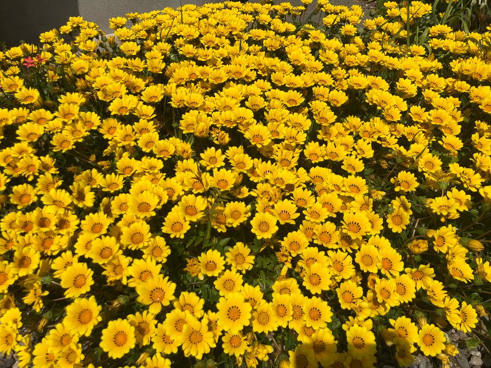 黄色植物 コンテストの投稿画像 By チロコロンさん 花のある暮らしと直植えとノンフィルターと黄色い花と晴天の日と三重県 18月4月22日 Greensnap グリーンスナップ