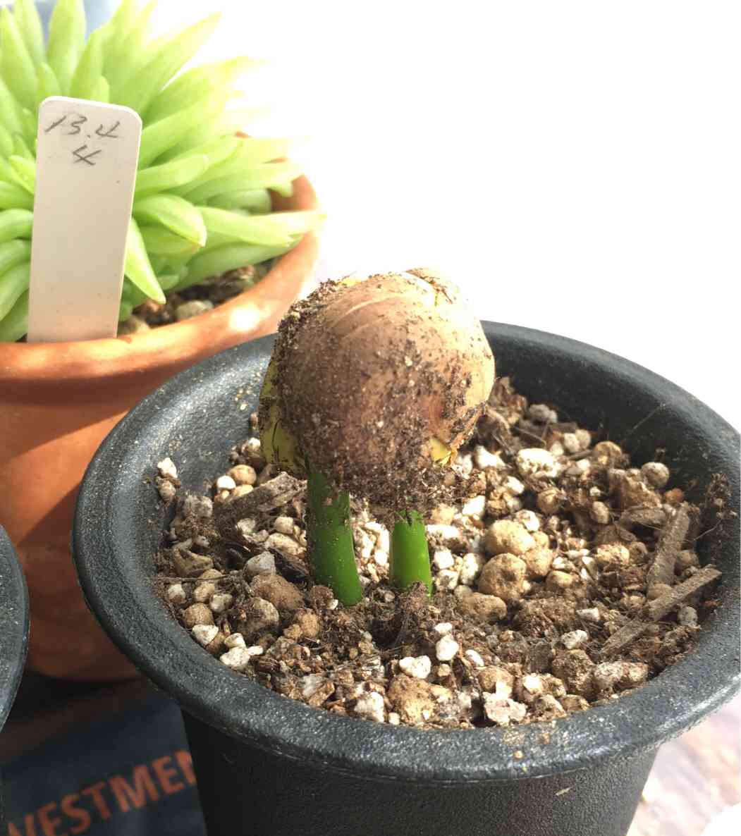 パキラ 種から｜🍀GreenSnap（グリーンスナップ）