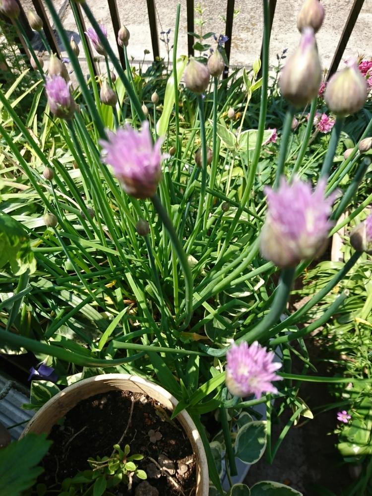 チャイブの投稿画像 By りっつっつぼーんさん 種から育てたと植中毒と植物 つよし と花のある暮らしともう初夏 とバルコニスト 18月4月22日 Greensnap グリーンスナップ