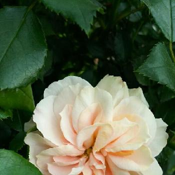 ガーデンオブローゼス*の画像 by ローズさん | 小さな庭とバラキチと植中毒とガーデンオブローゼス*と香りの良いバラと花のある暮らし
