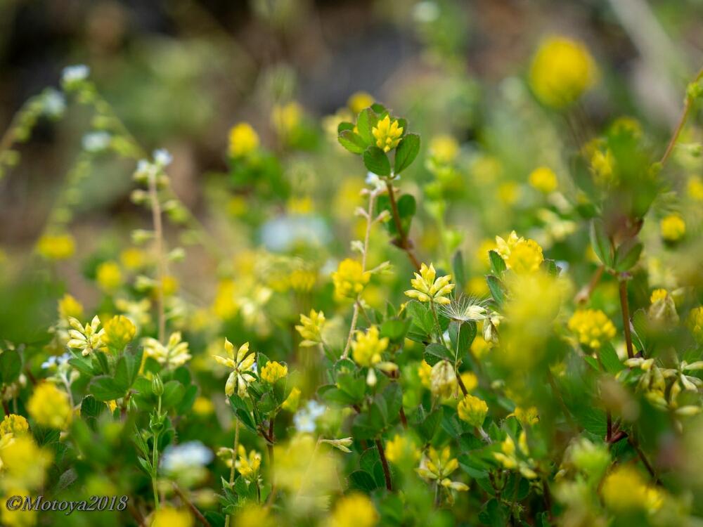 コメツブツメクサの投稿画像 By もと さん 春のお花と マクロな世界 コンテストと黄色の花と雑草と 黄色植物 コンテスト 18月4月22日 Greensnap グリーンスナップ