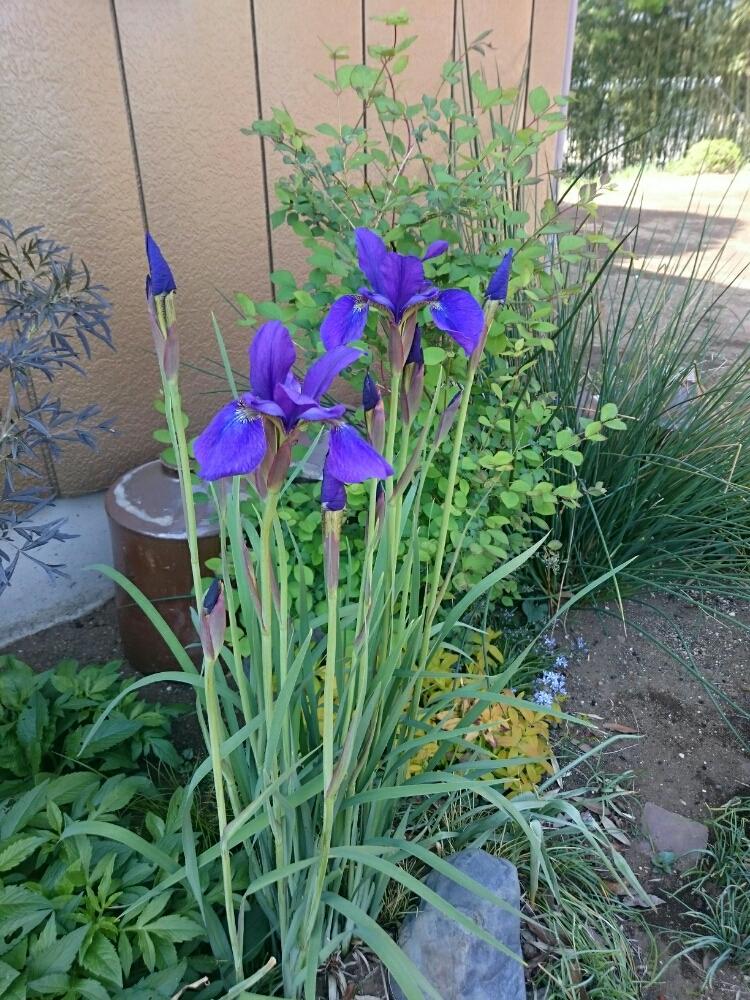 アヤメの投稿画像 By いたのかペリー さん 日当たりと球根と紫の花と青い花 18月4月22日 Greensnap グリーンスナップ