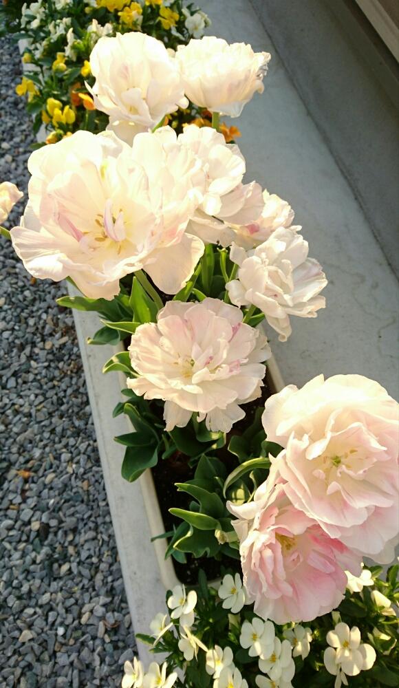 チューリップ アンジェリケの投稿画像 By タヌ吉さん チューリップと寄せ植えとピンクと鉢植えと成長記録ともりもりと花のある暮らし 18月4月22日 Greensnap グリーンスナップ