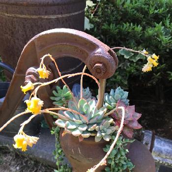井戸ポンプの画像 by yukimaroさん | 小さな庭と井戸ポンプと花うららの花とサビサビ