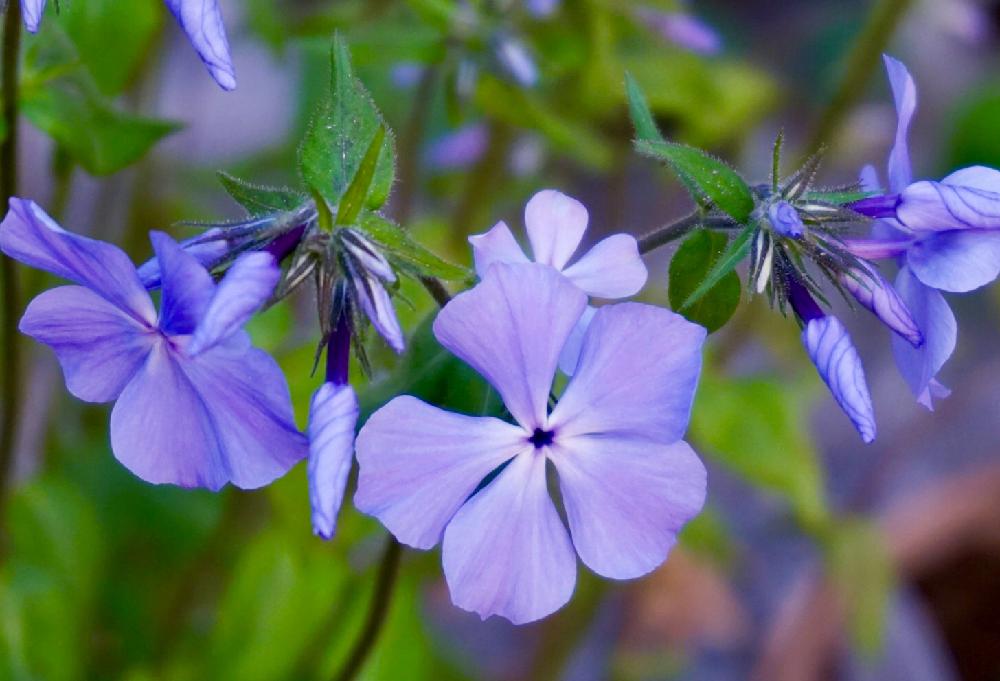 宿根フロックスの投稿画像 By Mint Teaさん 写真とお気に入り とgs映えと元気な花と鉢植えと蕾も可愛いとガーデニングと花のある暮らしと紫の花 18月4月22日 Greensnap グリーンスナップ
