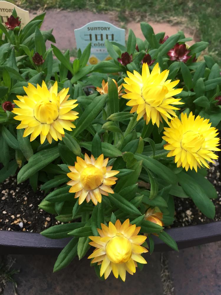 コロロの投稿画像 By Tirolchocoさん 可愛いつぼみと可愛い花と黄色い花とコロロレモンと 黄色植物 コンテストと可愛いと花のある暮らしと小さな庭とサントリー フラワーズと可愛いつぼみと可愛い花と黄色い花とコロロレモンと 黄色植物 コンテストと可愛いと花の コロロの投稿画像 By Tirolchocoさん 可愛いつぼみと可愛い花と黄色い花とコロロレモンと 黄色植物 コンテストと可愛いと花のある暮らしと小さな庭とサントリー フラワーズと可愛いつぼみと可愛い花と黄色い花とコロロレモンと 黄色植物 コンテストと可愛いと花の