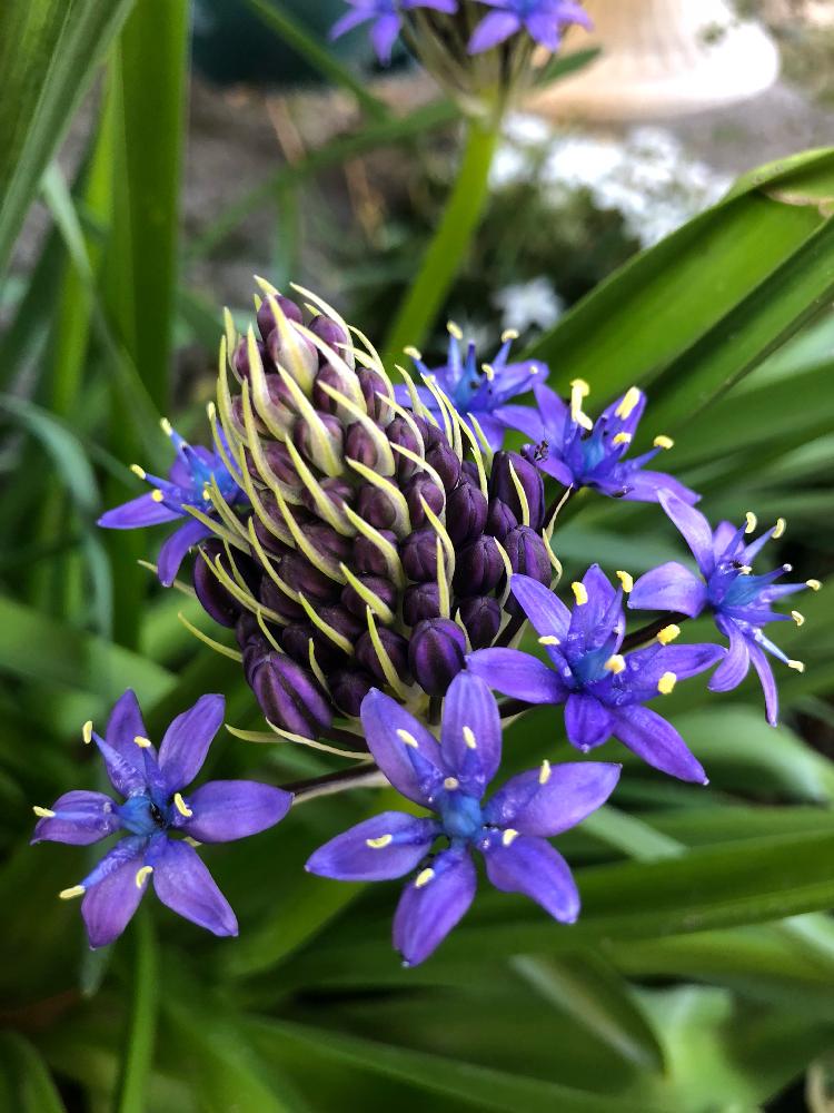 シラー ペルビアナの投稿画像 By 和さん シラー ペルピアナの花とさいた と植えっぱなしとはると花のある暮らしと球根植物と紫の花 18月4月22日 Greensnap グリーンスナップ