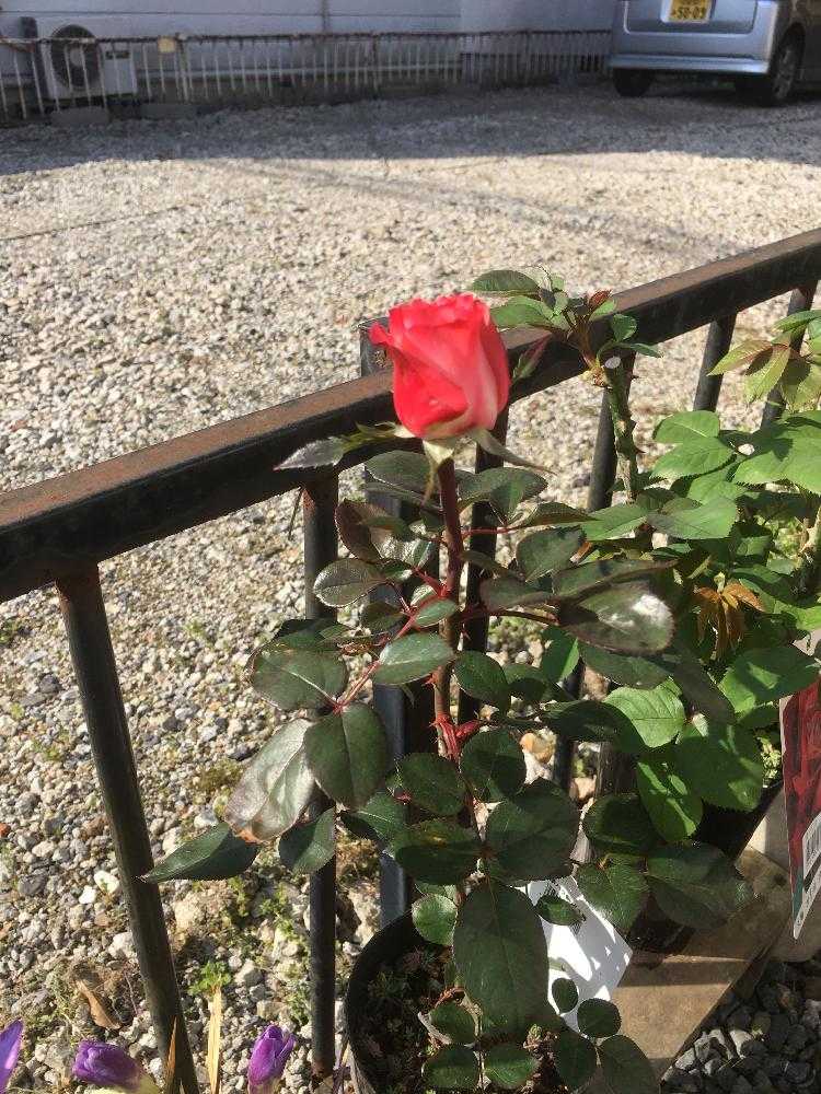 ノスタルジー咲きました7分咲き Greensnap グリーンスナップ