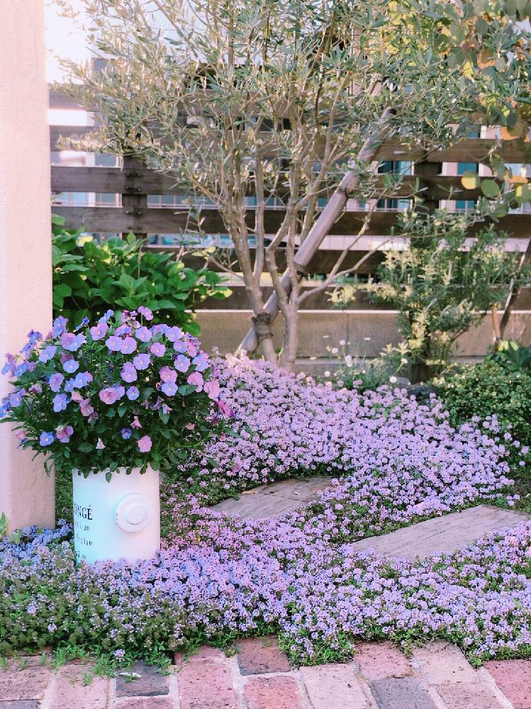 クリーピングタイムの投稿画像 By あつあつさん ビオラとオリーブ ミッションと開花と枕木とピンクの花と春が来たとレンガアプローチと今日の一枚と夏日とはるが来た と咲いたと花のある暮らしと青空と咲いた 2018月4月22日 Greensnap グリーンスナップ