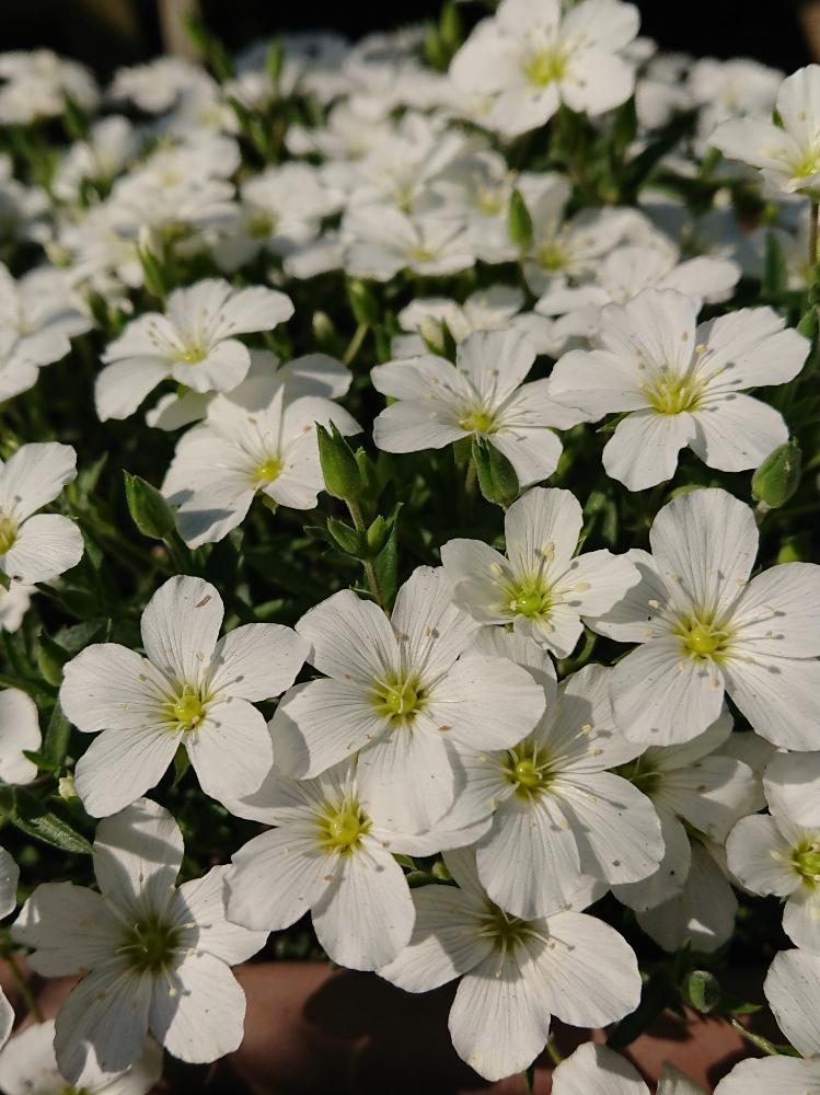 アレナリア モンタナの投稿画像 By Hideさん 多年草と花のある暮らしと小さな花と白い花 18月4月22日 Greensnap グリーンスナップ