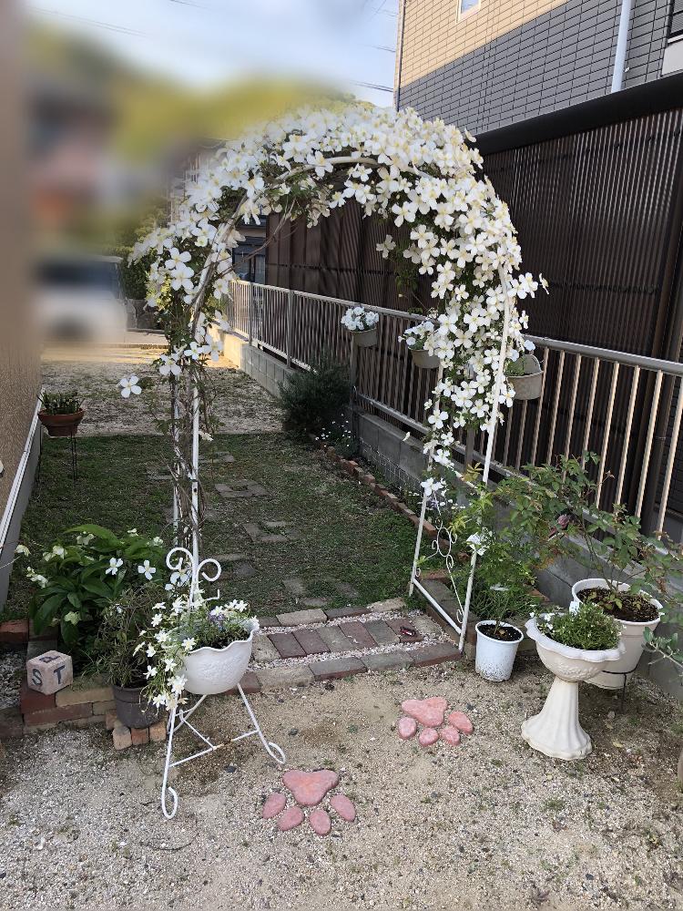 クレマチス スノーフレークの投稿画像 By ちゃんりーさん 庭パトとありがとう とホワイトと大好きと可愛い 艸 と大きくなーれ と花のある暮らしと白い花とうっとりと小花好きとアーチ 18月4月22日 Greensnap グリーンスナップ