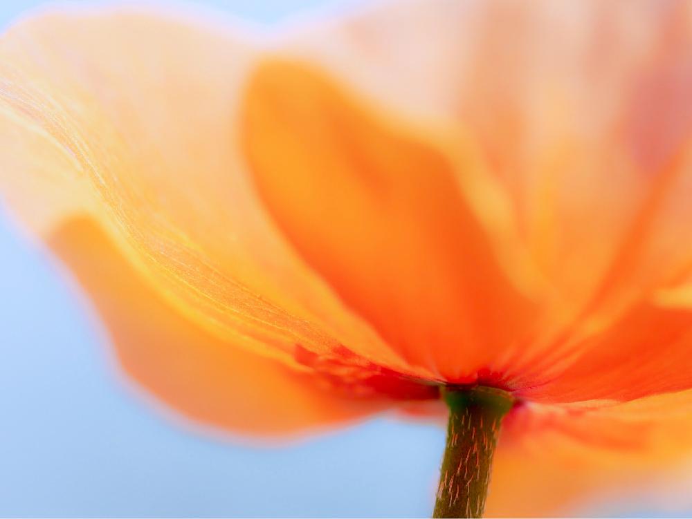 春のお花の投稿画像 By ヒトリシズカさん ポピーとオレンジ色の花とオレンジの花とポピーのはなとオレンジ色と春の草花 18月4月23日 Greensnap グリーンスナップ