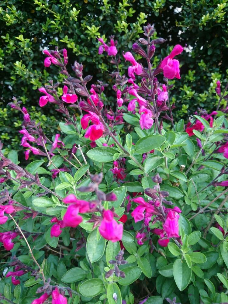 ピンクの花の投稿画像 By ヒロリンパさん 花壇と成長記録と花のある暮らしとチェリーセージ ハーブと可愛いピンク色 と咲いた 18月4月23日 Greensnap グリーンスナップ