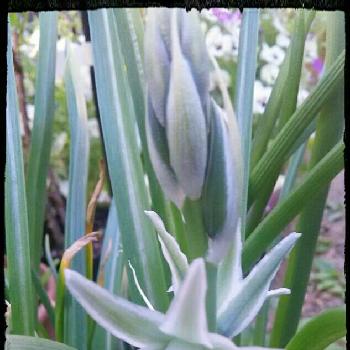 硝子の花 の投稿画像一覧 Greensnap グリーンスナップ