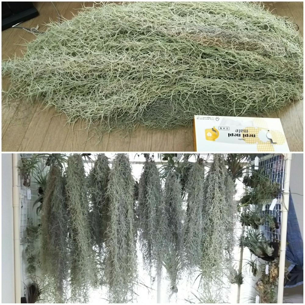 チランジア ウスネオイデスの投稿画像 By Taroさん エアプランツ チランジアと我が家のチランジアとチランジア エアプランツ とこれ どうしようと エアプランツlifeとベランダのチランジアとクランプとチランジアのある空間と植中毒とチランジアのある生活と室内