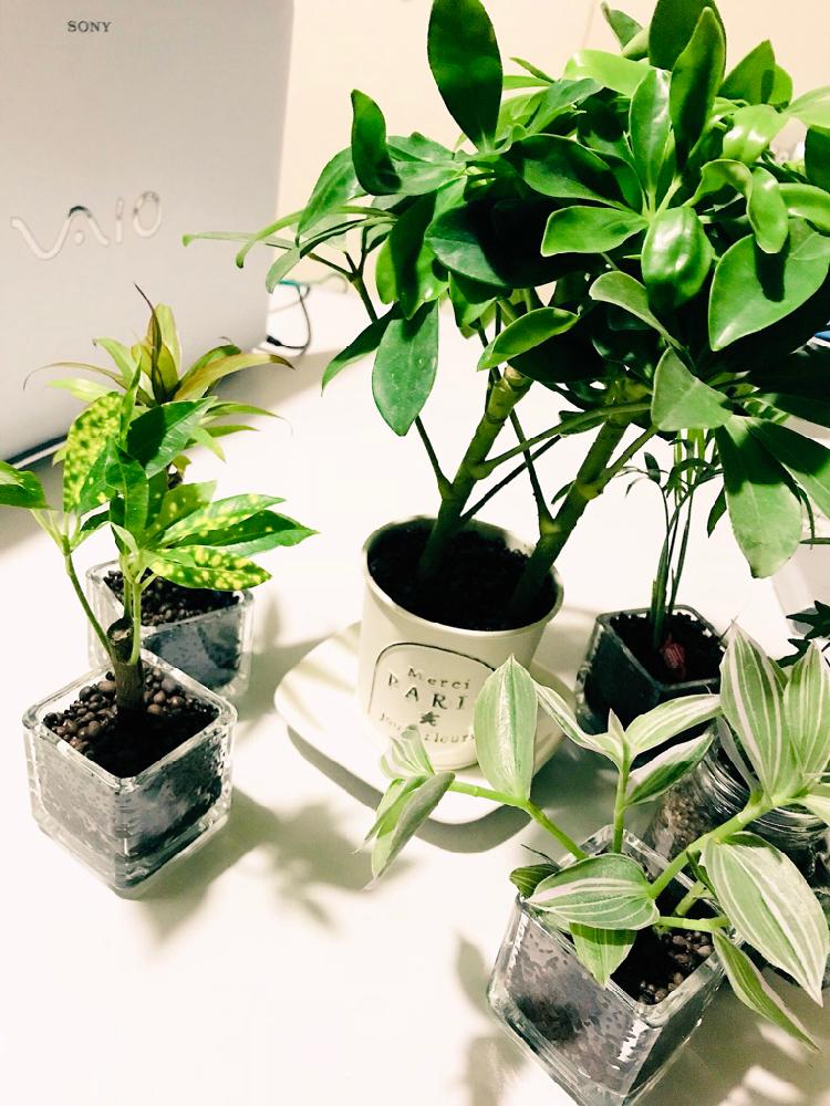 部屋の投稿画像 By Melonsodaさん 観葉植物と100均とダイソーとハイドロカルチャーとダイソー産カポックとアレンジとダイソー産と観葉植物と 100均とダイソーとハイドロカルチャーとダイソー産カポックとアレンジとダイソー産 18月4月23日 Greensnap グリーン