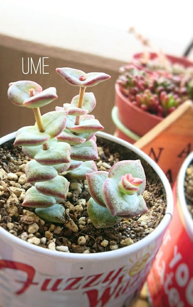 星の王子の投稿画像 By Umeさん 多肉植物とチョンパと西日と多肉初心者と写真好き 18月4月23日 Greensnap グリーンスナップ