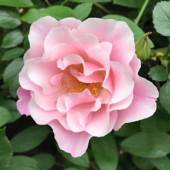 スパニッシュビューティの画像 by 松ぼっくりさん | 小さな庭とスパニッシュビューティとローズと早咲きのバラと美しい花ときれいと美しい薔薇と大輪の花と美しいと香りの良いバラとピンクのフリルといい香りと花のある暮らし