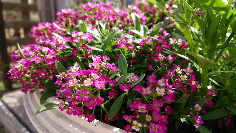 アリッサムの投稿画像 By Y Oさん 濃いピンク色と可愛い小さい花と満開 とありがとう とかわいい といい感じ と季節の花 と癒される と好きな色 とつぼみがかわいいと花のある暮らし 18月4月23日 Greensnap グリーンスナップ