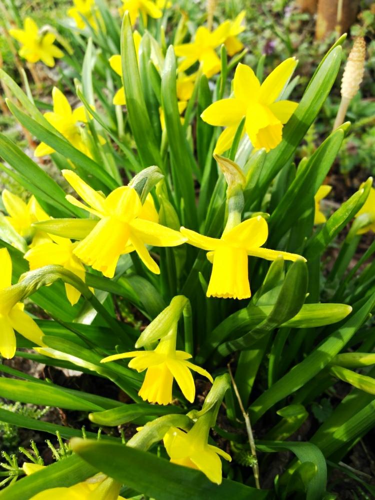 すべての花の画像 元のミニ 水仙種類図鑑