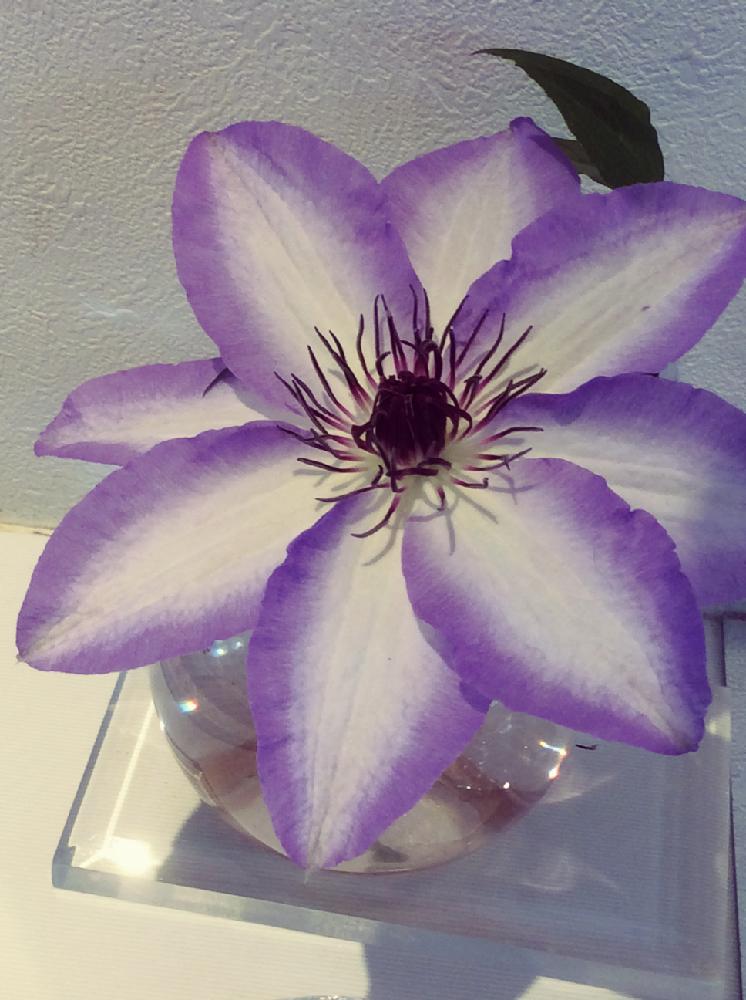 カッコいいの投稿画像 By マシュマロさん クレマチス と美しいと思わず撮影 と花のある暮らし 18月4月23日 Greensnap グリーンスナップ