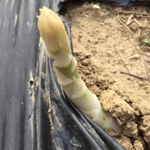 自家栽培の野菜達,自家製野菜,お野菜,春野菜,わが家のヤサイ❢の画像