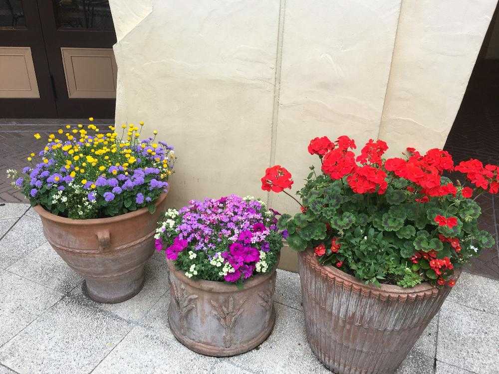 ディズニーリゾートの植物観察 Greensnap グリーンスナップ