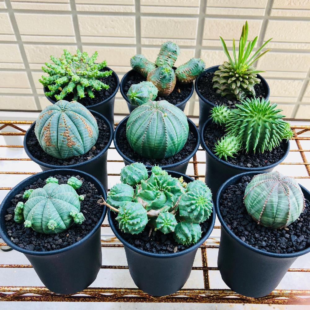 ユーフォルビアオベサの投稿画像 By コロニルさん ユーフォルビアバリダとユーフォルビア シンメトリカとユーフォルビア スザンナエとユーフォルビア ゴルゴニスとオベサブロウと笹蟹鉄甲とユーフォルビア属と多肉植物と黒プラ鉢と植物男子とユーフォルビアと新潟 18