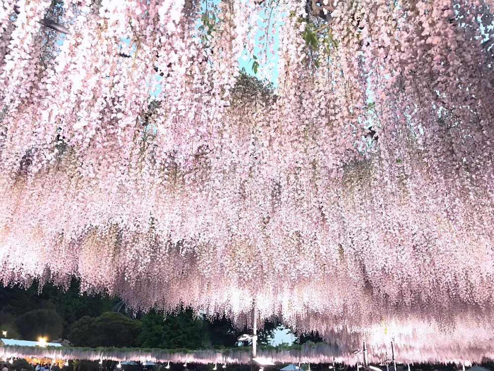 フジの投稿画像 By Guchaさん 藤 さくら色 とあしかがフラワーパークと あしかがフラワーパーク 18月4月23日 Greensnap グリーンスナップ