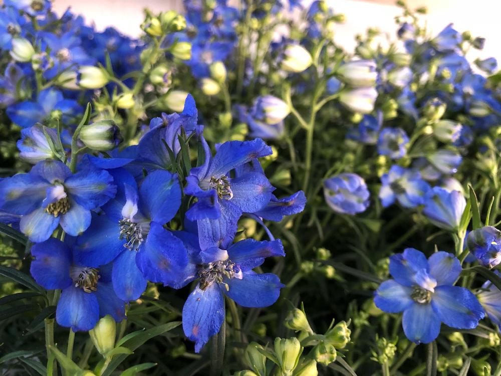 青い花マニアの投稿画像 By Kimikimiさん 美花と綺麗なミドリと沢山のお花 18月4月23日 Greensnap グリーンスナップ
