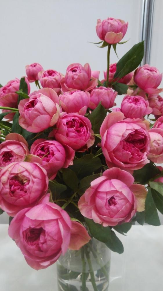 バラ ピンクメイプルローズの投稿画像 By Bouquetさん ばら バラ 薔薇とパシフィコ横浜と花のある暮らしと日本フラワー ガーデンショウと新品種と中輪 18月4月23日 Greensnap グリーンスナップ
