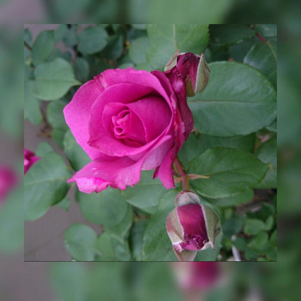 バラ ブルーリバーの投稿画像 By ヒロリンパさん ばら バラ 薔薇と花壇と我が家の花壇とブルーリバー と成長記録と花のある暮らしとばら 薔薇 バラと バラ ミニバラと紫の花と咲いた 18月4月24日 Greensnap グリーンスナップ