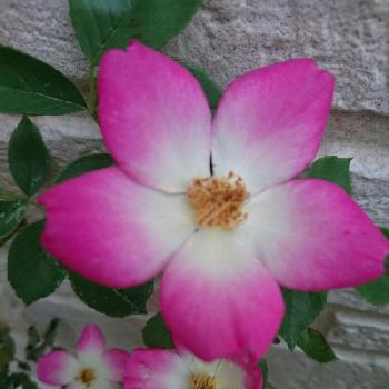 つるバラ ピンクカクテルの投稿画像一覧 Greensnap グリーンスナップ