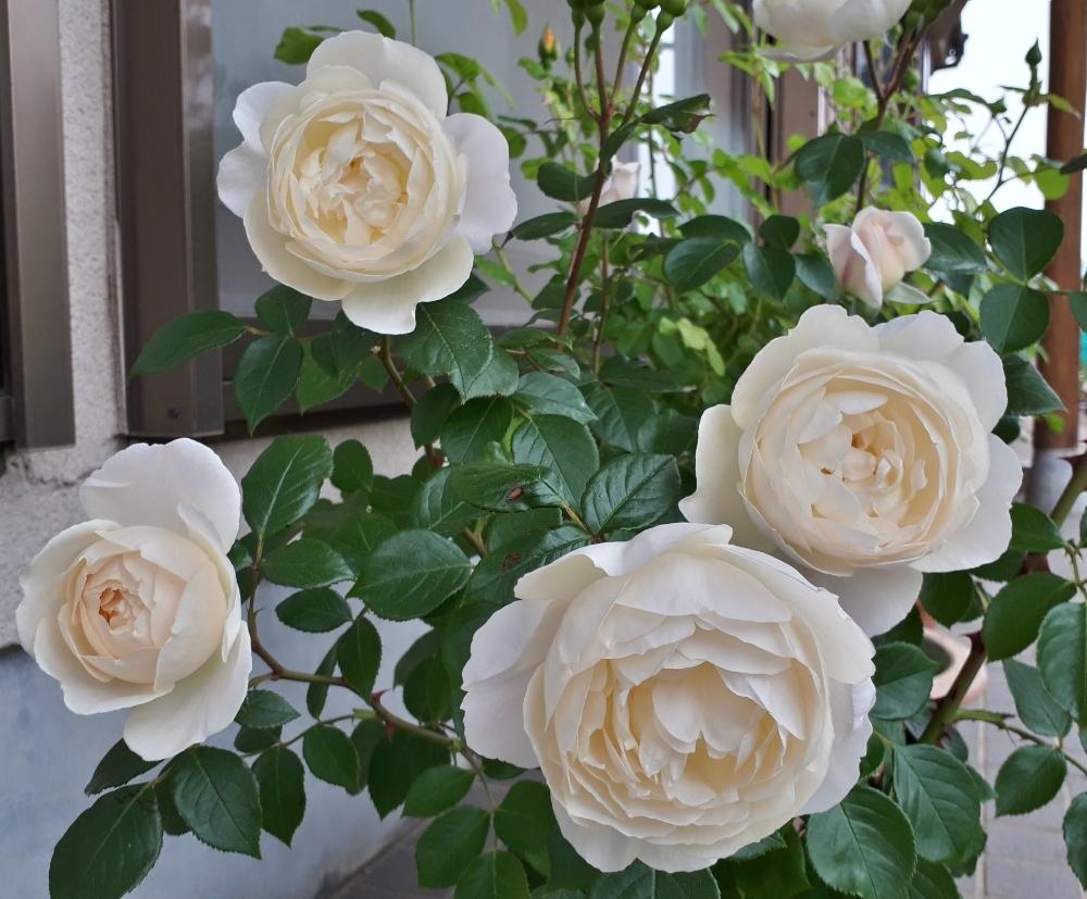 デスデモーナの投稿画像 by hanamizukiさん｜ばら 薔薇 バラと薔薇♪ (2018月4月24日)｜🍀