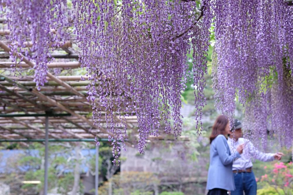 初夏の投稿画像 By Robin さん 癒やしと藤の花 と4月と公園と綺麗と藤の牛島の藤と花びらと花のある暮らしと初夏の花木と公園の花と良い香りと藤の香り 18月4月24日 Greensnap グリーンスナップ